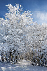 Germany, Baden Wuerttemberg, View of beech forest in winter - ELF000099