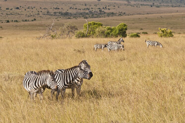 Africa, Kenya, Group of plains zebra at Maasai Mara National Park - CB000112