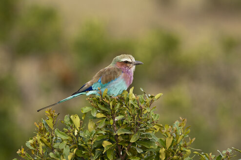 Afrika, Kenia, Fliederbrust-Rollvogel auf Ast, Nahaufnahme - CB000109