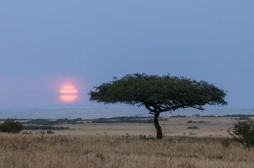 Afrika, Kenia, Sonnenuntergang im Maasai Mara National Park - CB000107