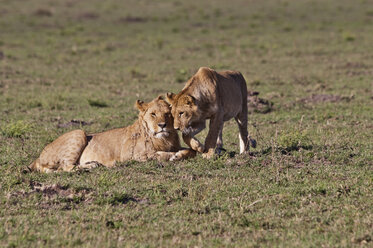 Afrika, Kenia, Löwen im Maasai Mara National Park - CB000105