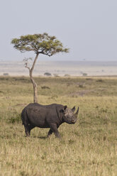 Afrika, Kenia, Spitzmaulnashorn im Maasai Mara National Park - CB000104