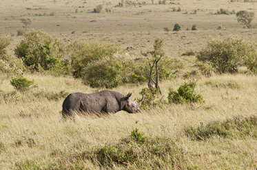 Afrika, Kenia, Spitzmaulnashorn im Maasai Mara National Park - CB000103