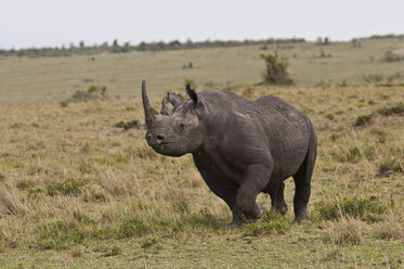 Afrika, Kenia, Spitzmaulnashorn im Maasai Mara National Park - CB000101