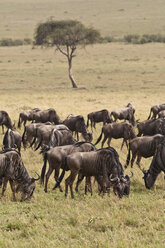 Afrika, Kenia, Gruppe von Streifengnus im Maasai Mara National Park - CB000099