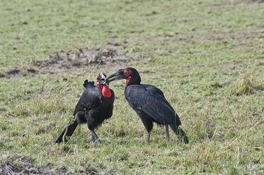 Afrika, Kenia, Südlicher Bodenhornvogel im Maasai Mara National Park - CB000098