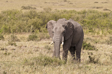 Afrika, Kenia, Elefant im Maasai Mara National Park - CB000097