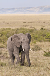 Afrika, Kenia, Elefant im Maasai Mara National Park - CB000096
