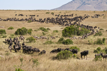 Afrika, Kenia, Gruppe von Streifengnus im Maasai Mara National Park - CB000094