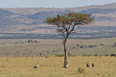 Afrika, Kenia, Geier auf Schirmdorn-Akazie im Maasai Mara National Park - CB000093