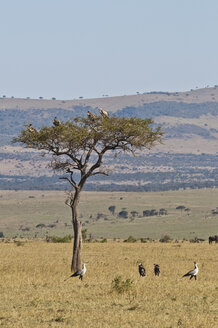 Afrika, Kenia, Geier auf Schirmdorn-Akazie im Maasai Mara National Park - CB000092