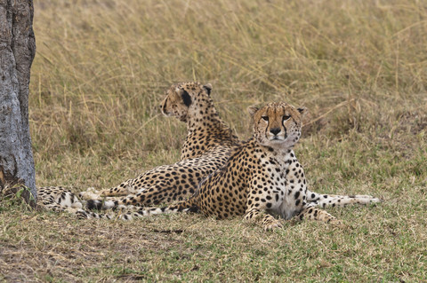 Afriaca, Kenia, Geparden liegend im Maasai Mara National Park, lizenzfreies Stockfoto