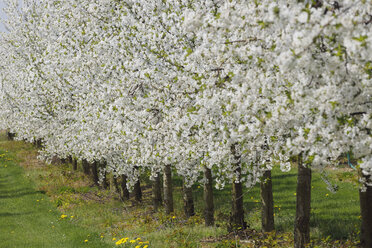 Germany, Bavaria, Row of cherry trees in orchid - RUE000993