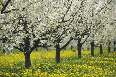 Deutschland, Bayern, Reihe von Kirschbäumen in Orchidee - RUEF000994