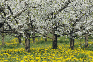 Deutschland, Bayern, Reihe von Kirschbäumen in Orchidee - RUEF000995