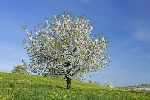 Deutschland, Bayern, Kirschbaumblüte im Feld, lizenzfreies Stockfoto