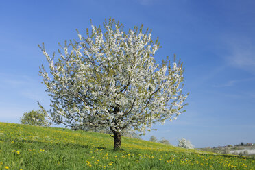 Deutschland, Bayern, Kirschbaumblüte im Feld - RUEF001072