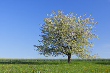 Deutschland, Bayern, Kirschbaumblüte im Feld - RUEF000997