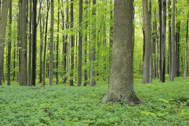 Deutschland, Thüringen, Blick auf den Frühlingswald - RUEF001000