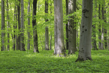 Deutschland, Thüringen, Blick auf einen Frühlingswald mit Rotbuchen - RUEF001001