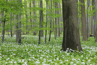 Germany, Thuringia, View of spring forest with Ramsons - RUE001004
