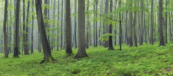 Germany, Thuringia, View of spring forest with beech trees - RUEF001006