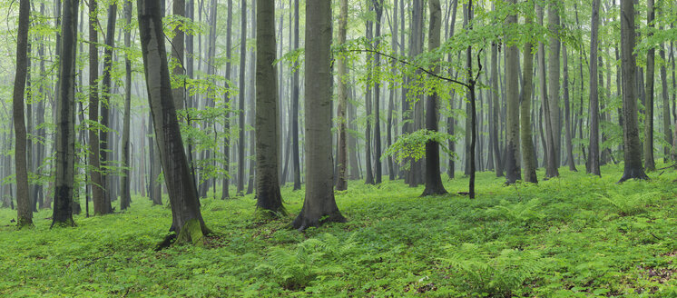 Deutschland, Thüringen, Blick auf einen Frühlingswald mit Rotbuchen - RUEF001006