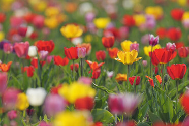 Deutschland, Mehrfarbige Tulpenblüten im Feld - RUEF001009