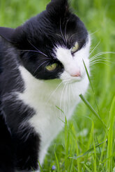 Germany, Cat in grass, close up - LVF000079