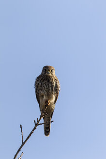 Germany, Hesse, Kestrel perching on branch - SR000118