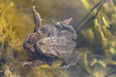 Deutschland, Hessen, Kreuzkröte im Wasser - SR000120