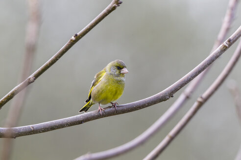 Germany, Hesse, Greenfinch bird perching on branch - SR000123
