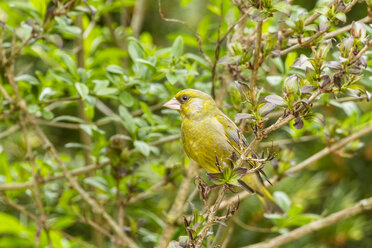 Germany, Hesse, Greenfinch bird perching on branch - SR000132