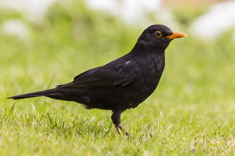 Deutschland, Hessen, Amsel auf Gras sitzend, lizenzfreies Stockfoto