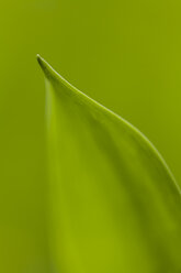 Germany, Hesse, Leaf of lily, close up - SR000138