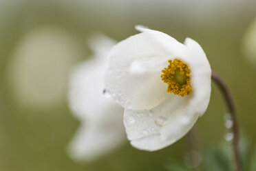 Deutschland, Hessen, Große Anemonenblüten, Nahaufnahme - SR000140