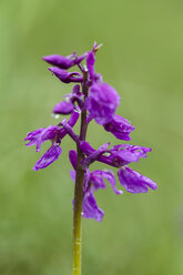 Deutschland, Hessen, Männliche Orchideenblüten, Nahaufnahme - SR000142