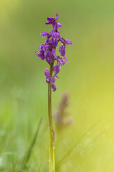 Deutschland, Hessen, Männliche Orchideenblüten, Nahaufnahme - SR000143