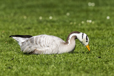 Germany, Hesse, Bar-headed Goose bird perching on grass - SR000148