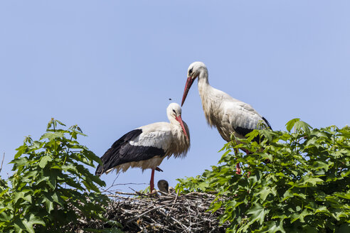 Germany, Hesse, White stork birds perching on nest - SR000150