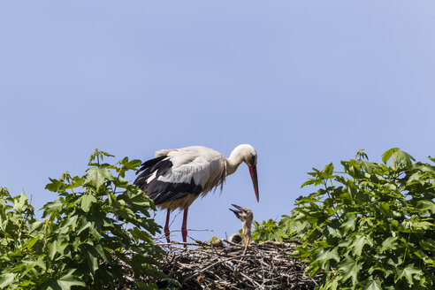 Germany, Hesse, White storks in nest - SR000151