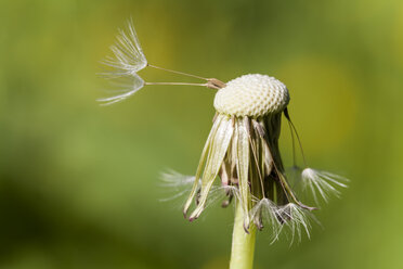 Germany, Hesse, Common Dandelion, close up - SR000153