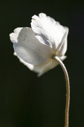 Deutschland, Hessen, Große Anemonenblüte, Nahaufnahme - SR000154