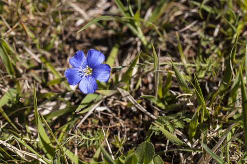 Deutschland, Hessen, Linum leonii auf Höhenweg, Nahaufnahme - SR000121