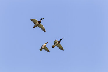 Germany, Schleswig Holstein, Mallard duck flying against blue sky - SR000191