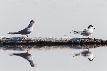 Germany, Schleswig Holstein, Common Tern birds perching on wood - SR000209