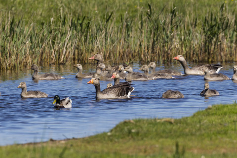 Deutschland, Schleswig Holstein, Graugans mit Küken im Wasser, lizenzfreies Stockfoto