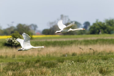 Deutschland, Schleswig Holstein, Höckerschwan Vögel fliegen - SR000167