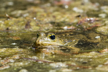 Deutschland, Hessen, Mannheim, Frosch im Teich - SR000108