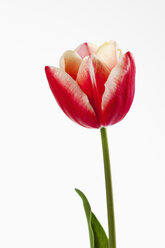 Red and white tulip flower against white background, close up - CSF019254